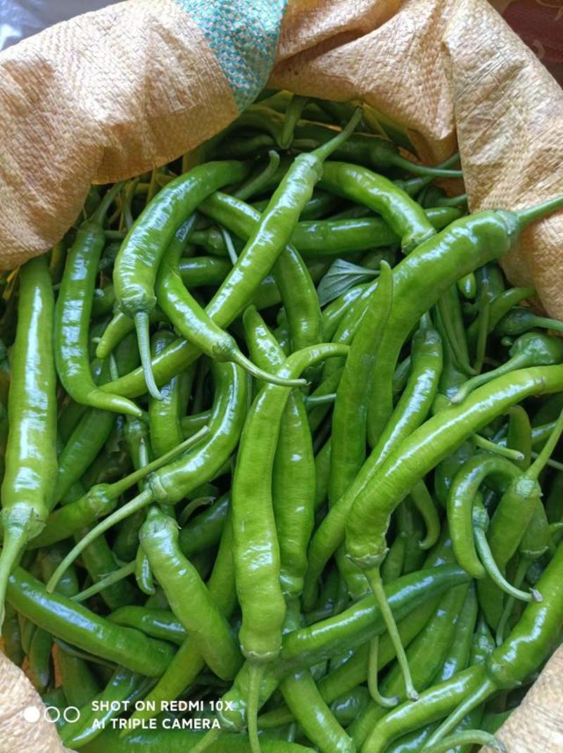 杭椒大量上市还有四季豆，线椒，物美价廉欢迎全国客商釆购