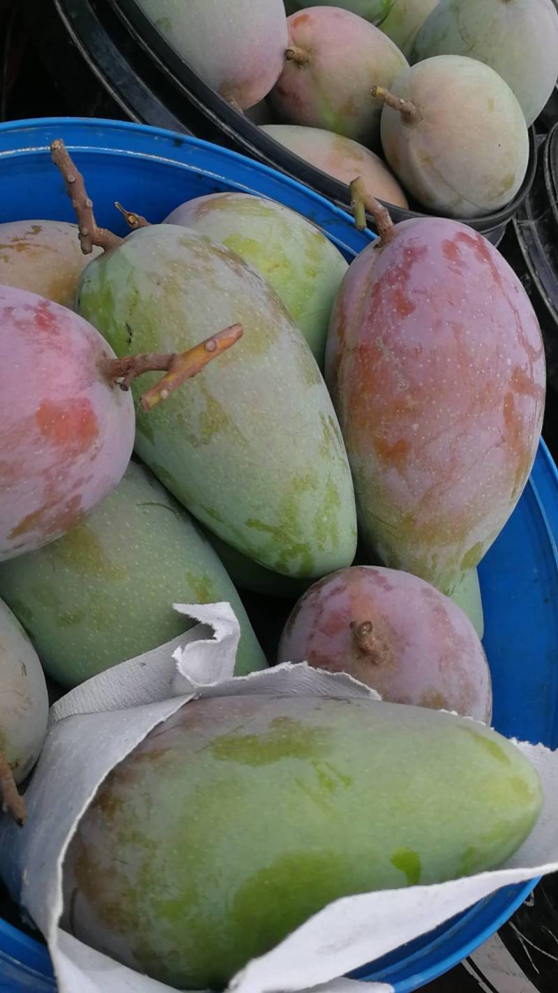 金煌芒《广西产地》全国物流直达，欢迎来电咨询。