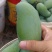 金煌芒《广西产地》全国物流直达，欢迎来电咨询。
