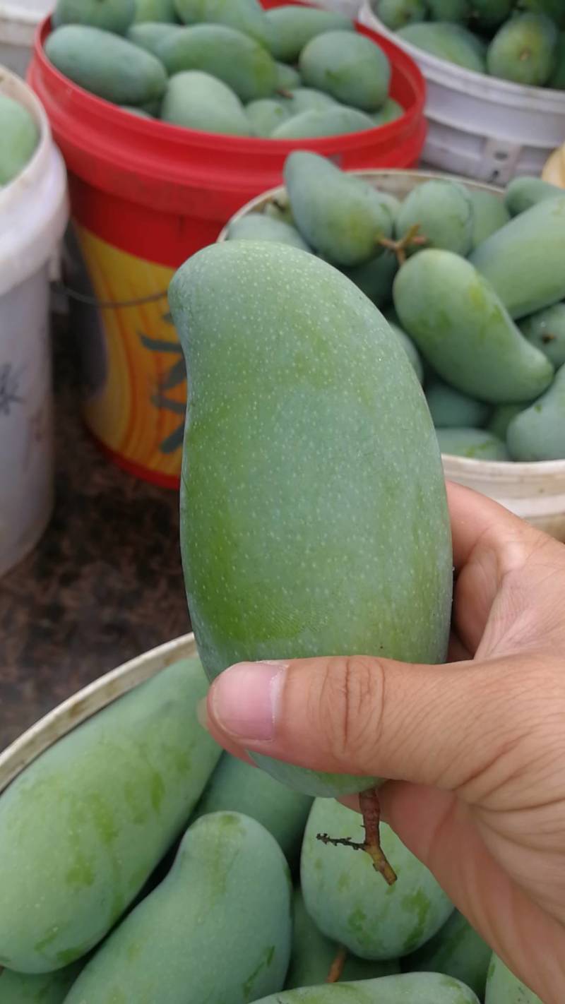 金煌芒《广西产地》全国物流直达，欢迎来电咨询。