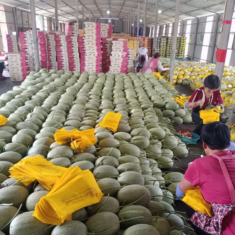 耀珑小蜜25哈蜜瓜质量好个头大皮薄肉红种植产地实力代收