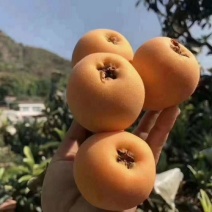 枇杷