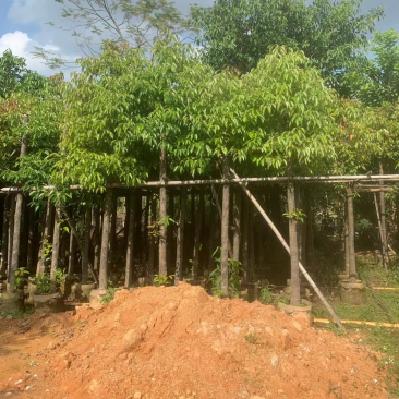 大量出售3-10分樟树需要的请联系价格美丽