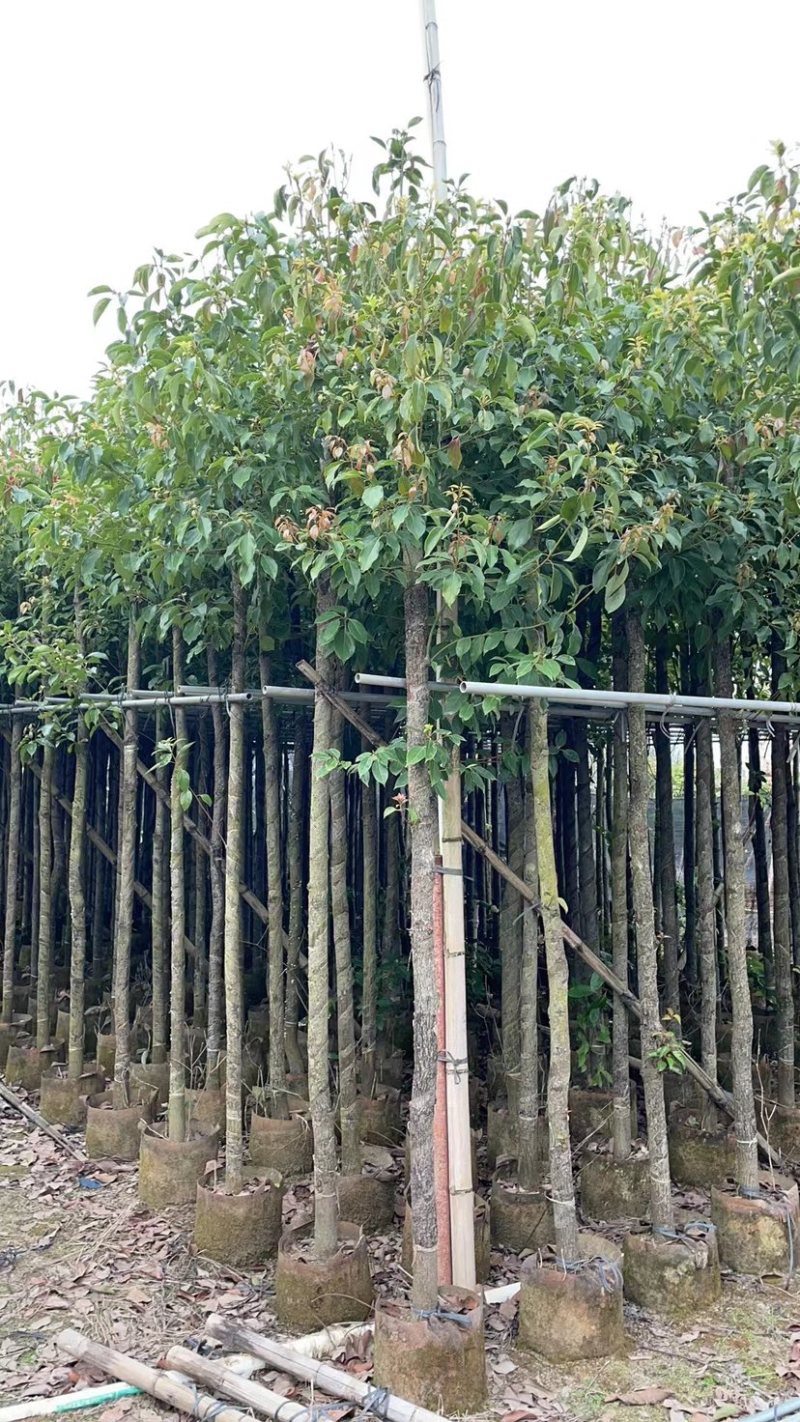 大量出售3-10分樟树需要的请联系价格美丽