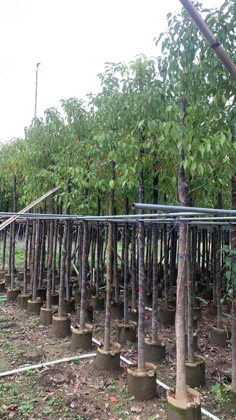 大量出售3-10分樟树需要的请联系价格美丽