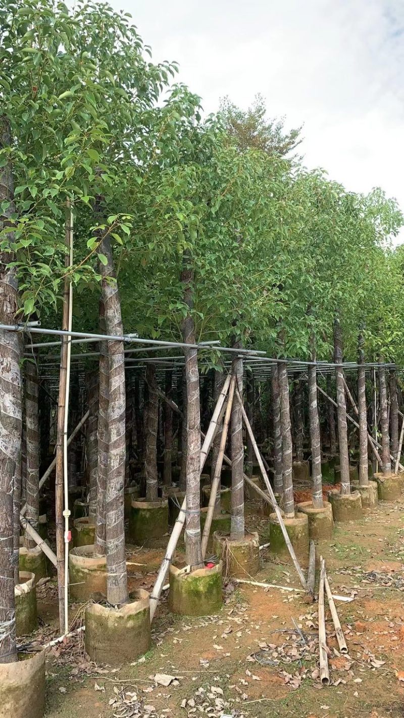 大量出售3-10分樟树需要的请联系价格美丽