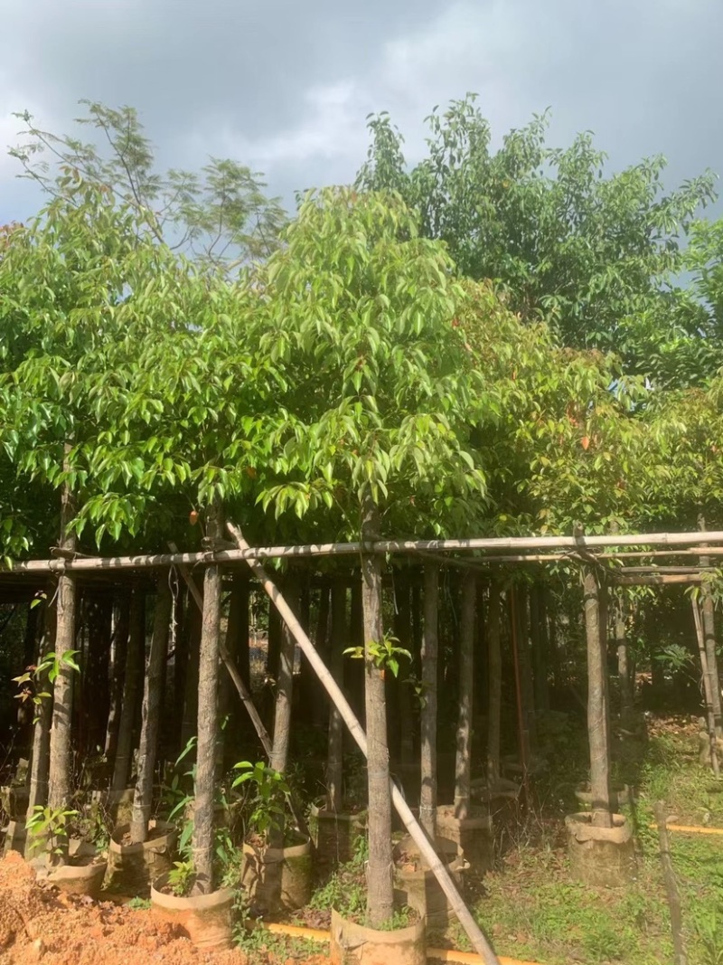 大量出售3-10分樟树需要的请联系价格美丽