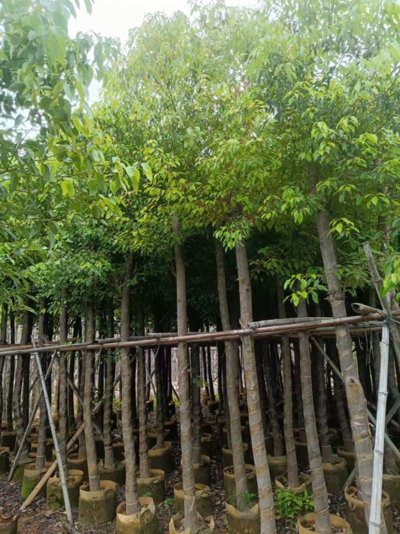 大量出售3-10分樟树需要的请联系价格美丽