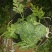 10年以上种植经验，甜度高瓜形好，用心种好每一个瓜