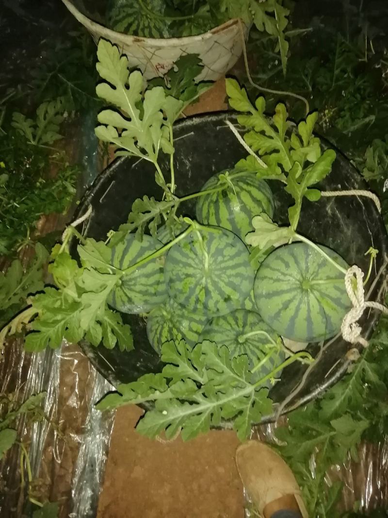 10年以上种植经验，甜度高瓜形好，用心种好每一个瓜