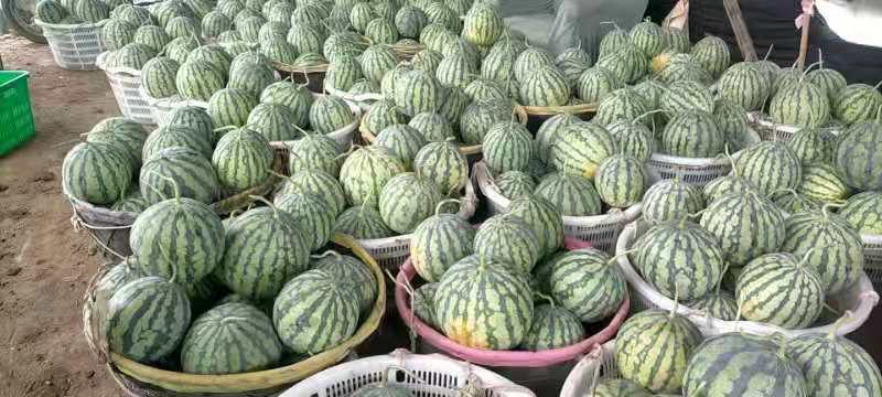 10年以上种植经验，甜度高瓜形好，用心种好每一个瓜