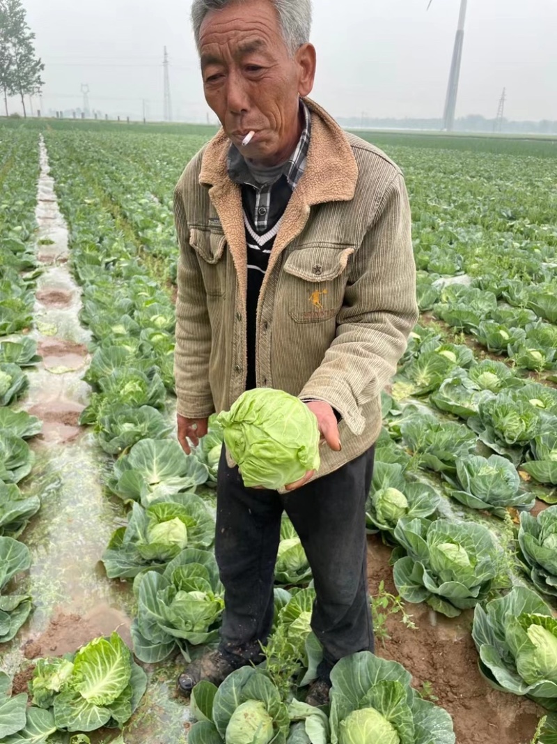 90亩甘蓝大量上市！价格便宜！需要的联系！