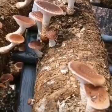 小香菌