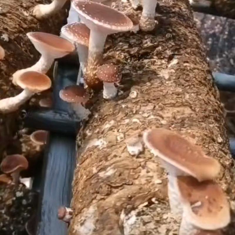 小香菌
