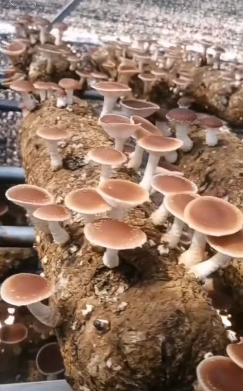 小香菌