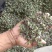 食用薄荷，种植回收指导，饮片个子供应药厂货