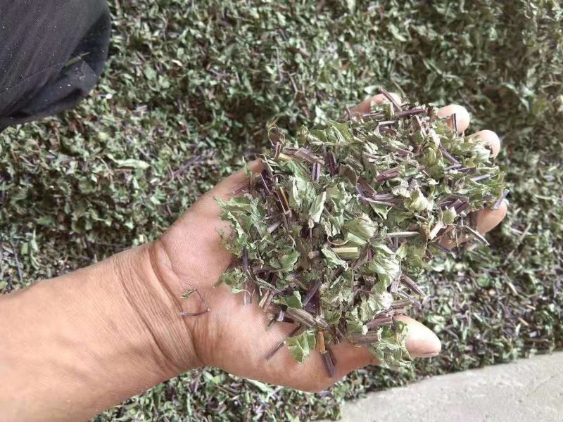 食用薄荷，种植回收指导，饮片个子供应药厂货