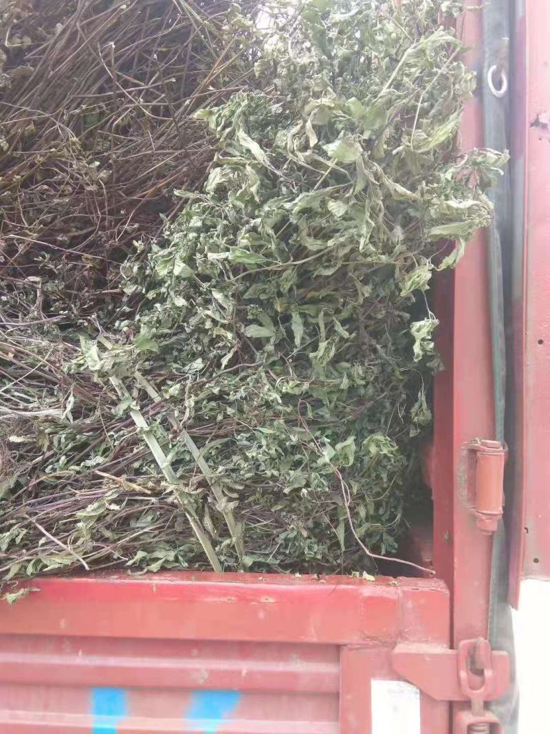 食用薄荷，种植回收指导，饮片个子供应药厂货