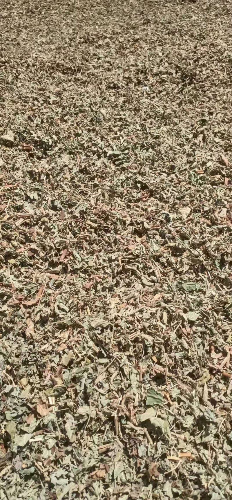 食用薄荷，种植回收指导，饮片个子供应药厂货