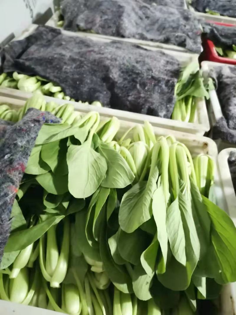 常年大量供应太和油菜，上海青电商，档口，食品厂欢迎致电咨