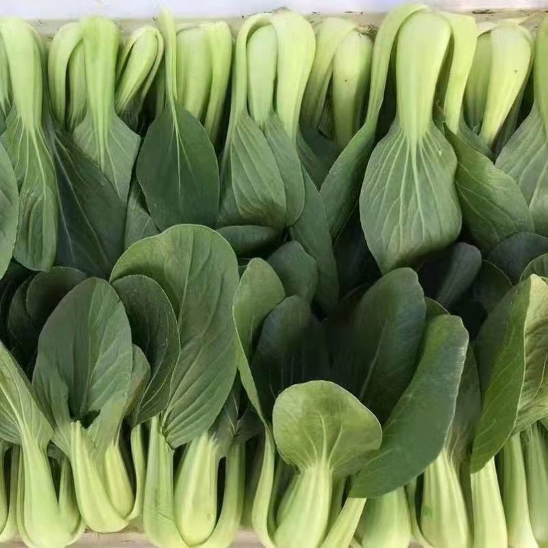 常年大量供应太和油菜，上海青电商，档口，食品厂欢迎致电咨