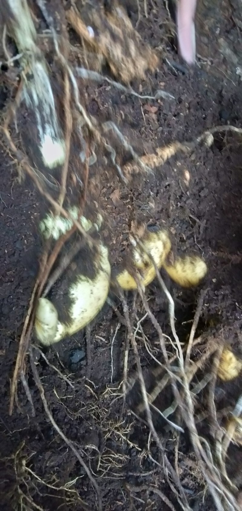 野生黄精鲜货，现采量不大有看上的老板请联系