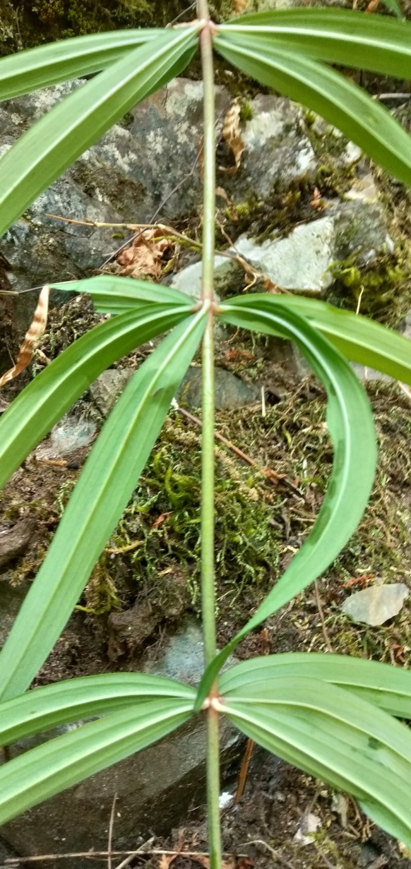 野生黄精鲜货，现采量不大有看上的老板请联系