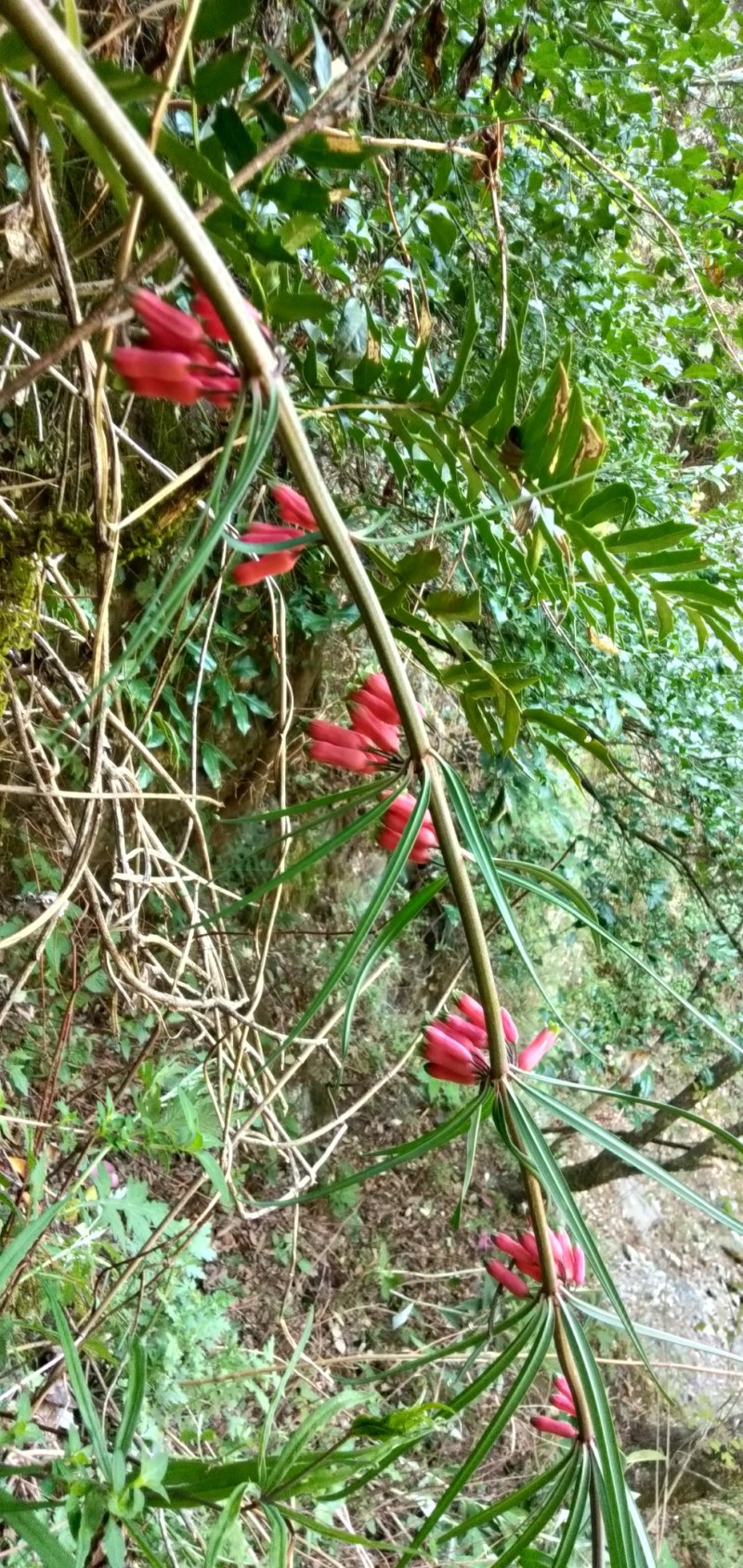 野生黄精鲜货，现采量不大有看上的老板请联系