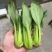 【牛商推荐】精品油菜，上海青产地直销中，货源充足