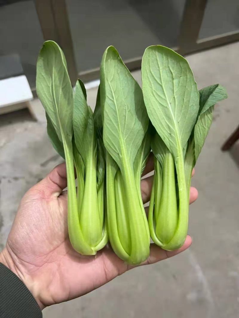【牛商推荐】精品油菜，上海青产地直销中，货源充足