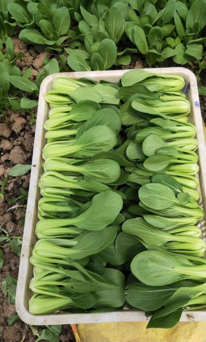 【牛商推荐】精品油菜，上海青产地直销中，货源充足