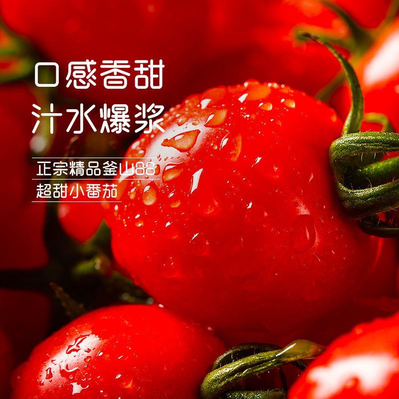 平度釜山八八圣女果玲珑小番茄常年实力供货