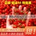 平度釜山八八圣女果玲珑小番茄常年实力供货