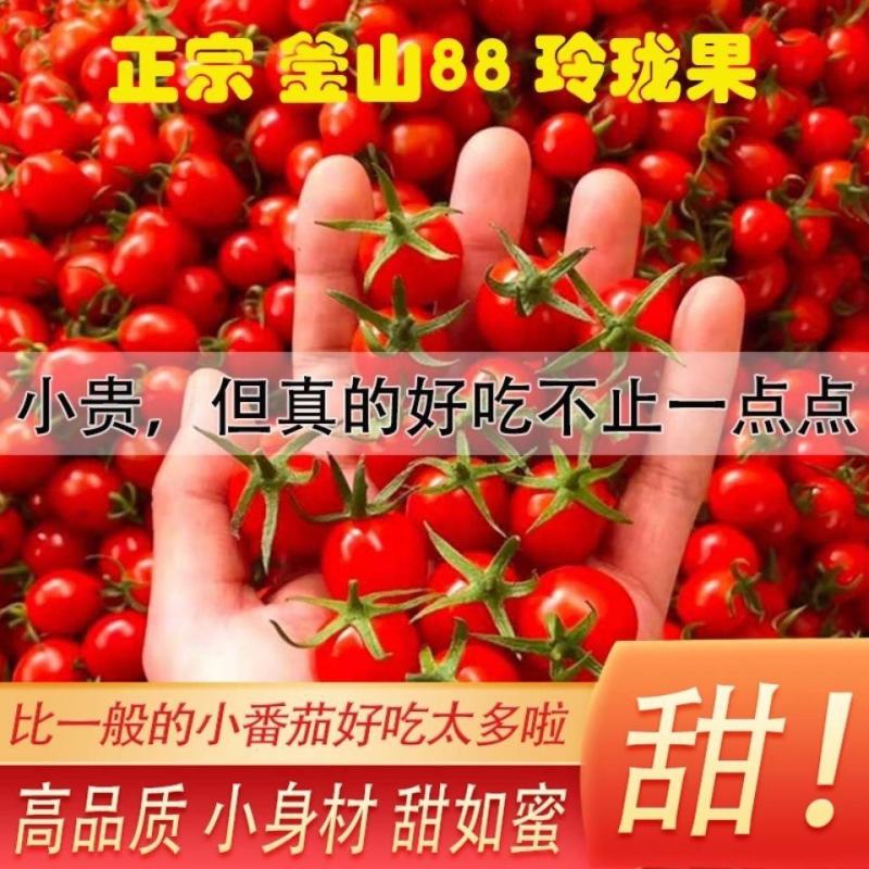 平度釜山八八圣女果玲珑小番茄常年实力供货