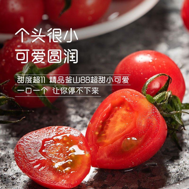 平度釜山八八圣女果玲珑小番茄常年实力供货
