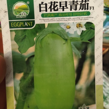 白花早青茄种子高产抗病大果囗感好亩产1300公斤抗病