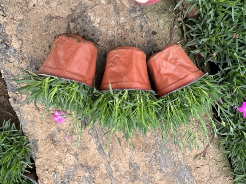 欧石竹基地直发，处理处理