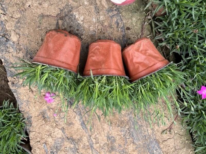 欧石竹基地直发，处理处理