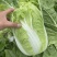 【精选】白菜黄心大白菜产地采摘货源充足品质保证、诚信第一