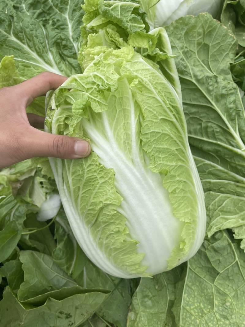 【精选】白菜黄心大白菜产地采摘货源充足品质保证、诚信第一