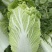 【精选】白菜黄心大白菜产地采摘货源充足品质保证、诚信第一