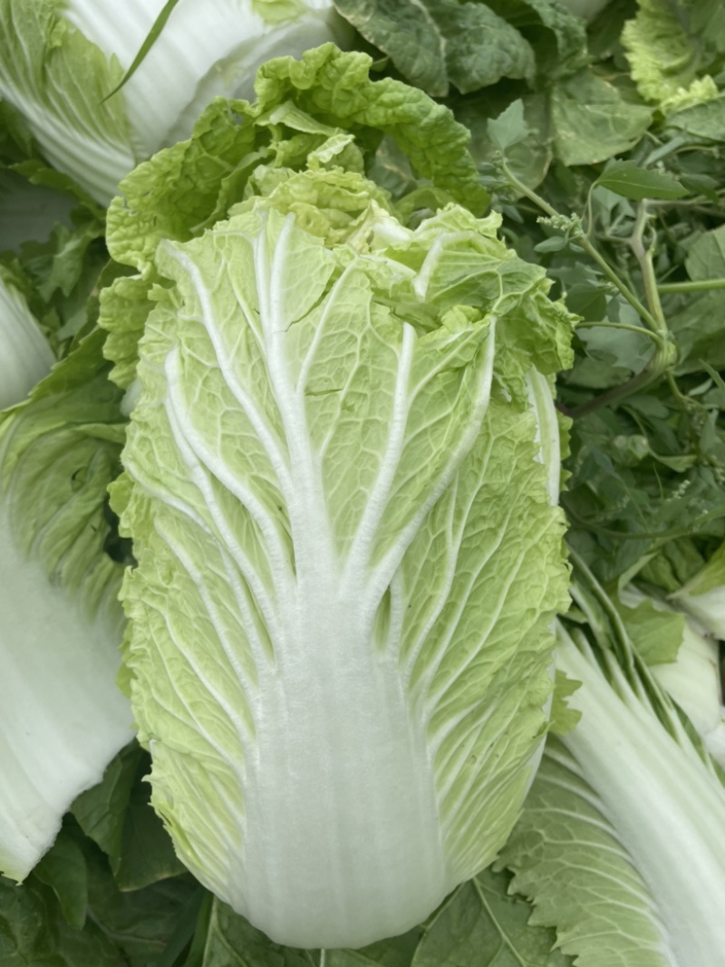 【精选】白菜黄心大白菜产地采摘货源充足品质保证、诚信第一