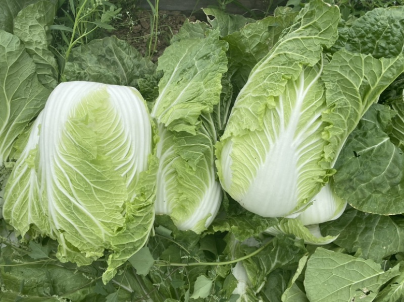 【精选】白菜黄心大白菜产地采摘货源充足品质保证、诚信第一