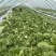 【精选】白菜黄心大白菜产地采摘货源充足品质保证、诚信第一