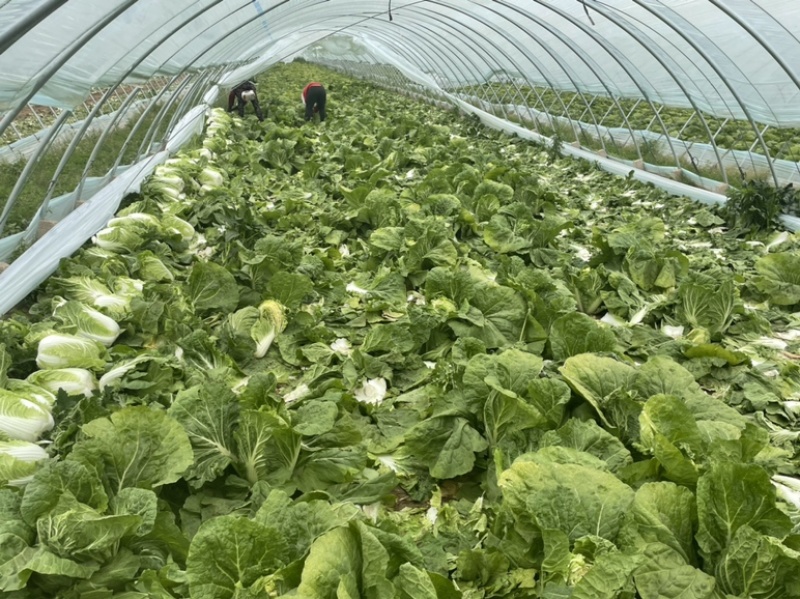 【精选】白菜黄心大白菜产地采摘货源充足品质保证、诚信第一