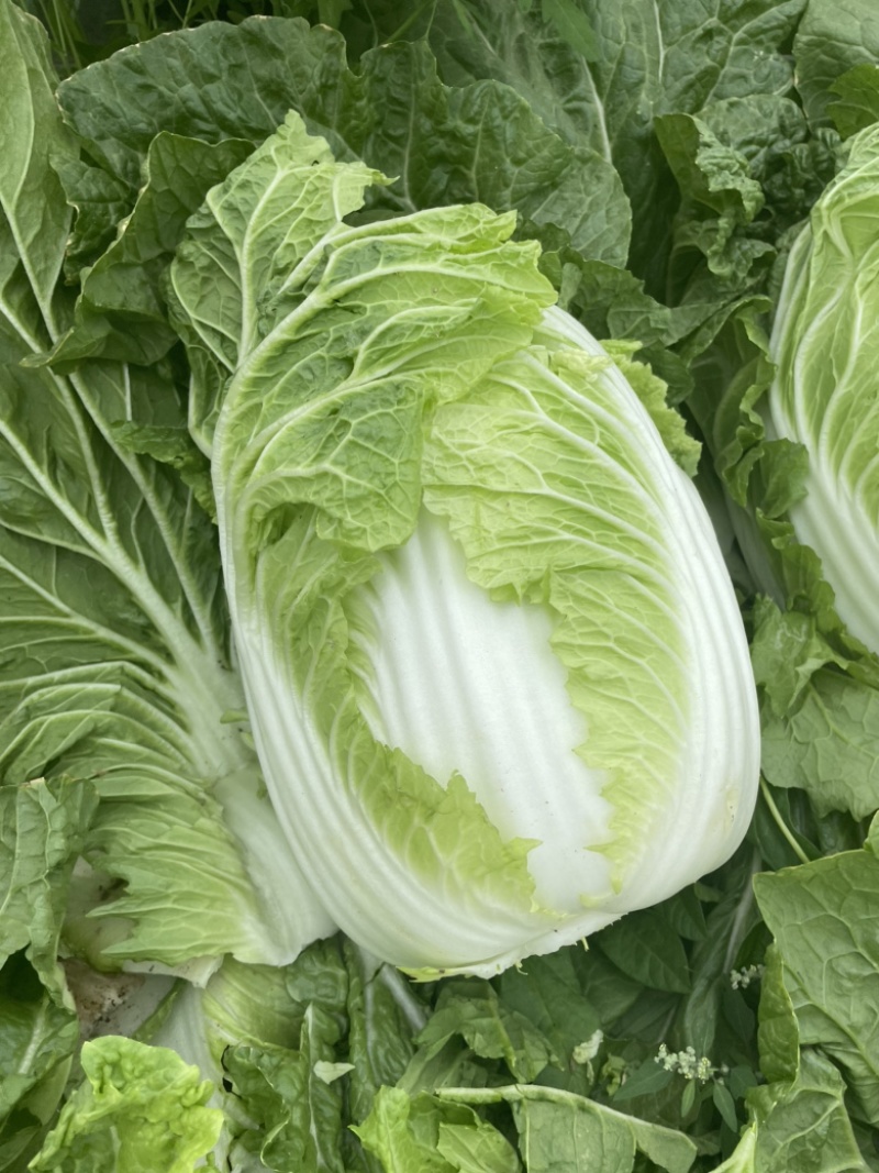 【精选】白菜黄心大白菜产地采摘货源充足品质保证、诚信第一