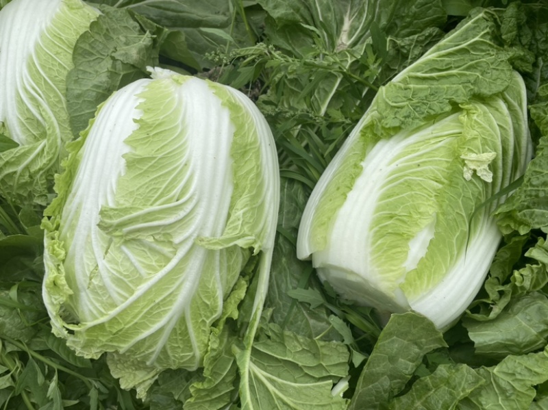 【精选】白菜黄心大白菜产地采摘货源充足品质保证、诚信第一