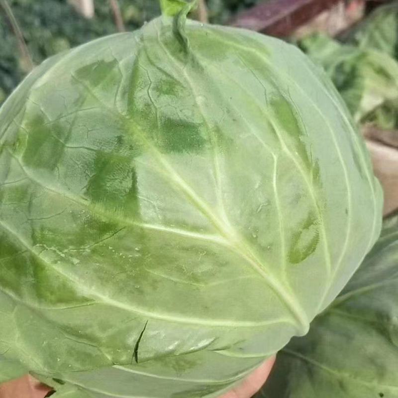 甘蓝包菜量大从优商超直供欢迎咨询品质优良