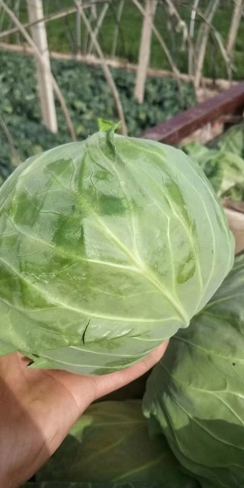 甘蓝包菜量大从优商超直供欢迎咨询品质优良