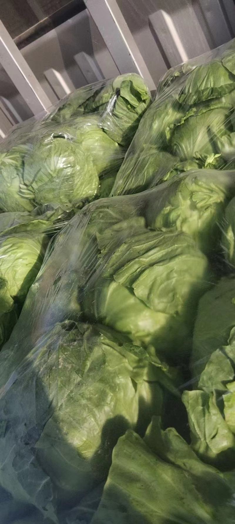 甘蓝包菜量大从优商超直供欢迎咨询品质优良